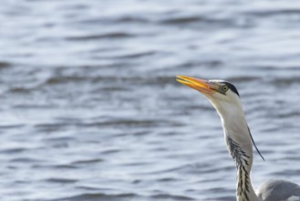 Grey heron (Ardea cinerea) adult bird head portrait, England, United Kingdom
