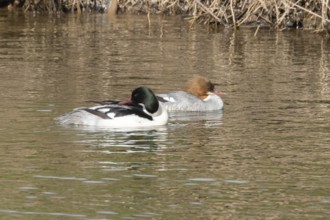 Goosander (Mergus merganser) adult male and female birds on water of a river, England, United