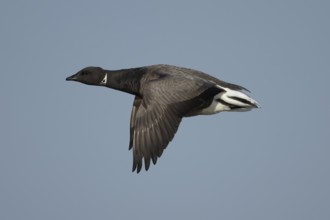 Brent goose (Branta bernicla) adult bird flying against a blue sky, England, United Kingdom
