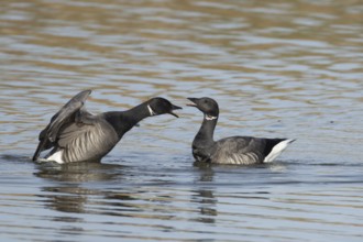 Brent goose (Branta bernicla) two adult geese birds calling or arguing on a lagoon, England, United