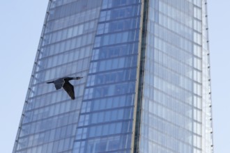 Great cormorant (Phalacrocorax carbo) adult bird flying pass The Shard building, London, England,