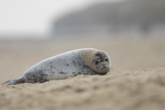 Grey seal (Halichoerus grypus) adult animal resting on a sandy beach, Norfolk, England, United