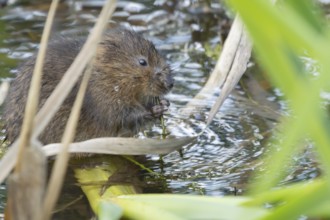 Water vole (Arvicola amphibius) adult animal eating pond weed in a lake, England, United Kingdom