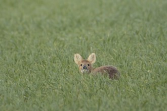 Chinese water deer (Hydropotes inermis) adult animal sitting in a farmland cereal field, England,