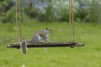 Grey squirrel (Sciurus carolinensis) adult animal on a garden swing, England, United Kingdom
