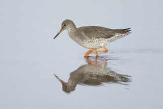 Common redshank (Tringa totanus) adult wading bird in water of a coastal lagoon, England, United