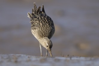 Eurasian curlew (Numenius arquata) adult wading bird searching for food on a mudflat, England,