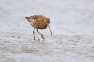 Black tailed godwit (Limosa limosa) adult male wading bird in summer plumage walking on a coastal