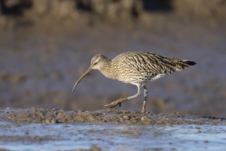 Eurasian curlew (Numenius arquata) adult wading bird walking on a mudflat, England, United Kingdom