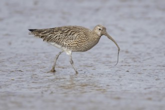 Eurasian curlew (Numenius arquata) adult wading bird with a lugworm for food in its beak on a