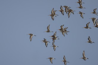 Black tailed godwit (Limosa limosa) adult wading birds flying in a flock, England, United Kingdom