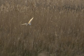 Barn owl (Tyto alba) adult bird in flight hunting over marshland, England, United Kingdom