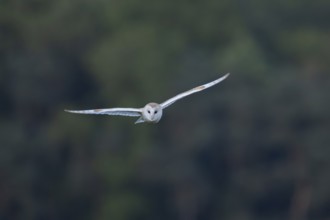 Barn owl (Tyto alba) adult bird flying, England, United Kingdom