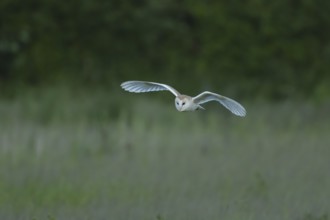 Barn owl (Tyto alba) adult bird in flight hunting over countryside, England, United Kingdom