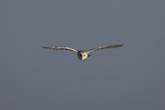 Barn owl (Tyto alba) adult bird in flight, England, United Kingdom