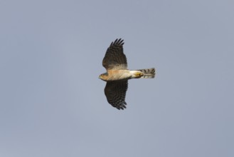 Eurasian sparrowhawk (Accipiter nisus) adult male bird of prey flying, England, United Kingdom