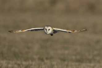 Barn owl (Tyto alba) adult bird in flight over a farmland field, England, United Kingdom