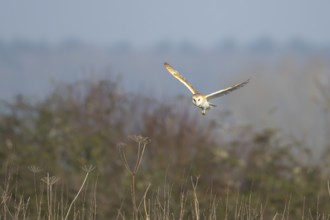 Barn owl (Tyto alba) adult bird in flight hunting in the countryside, England, United Kingdom