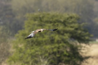 Marsh harrier (Circus aeruginosus) adult bird of prey flying, England, United Kingdom
