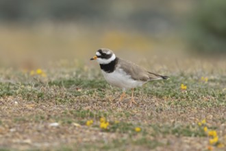 Ringed plover (Charadrius hiaticula) adult wading bird on a beach, England, United Kingdom