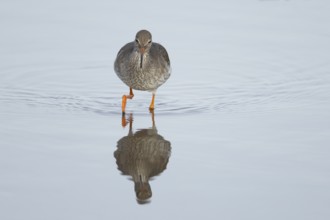 Common redshank (Tringa totanus) adult wading bird in water of a shallow lagoon, England, United