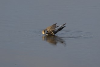 Little ringed plover (Charadrius dubius) adult wading bird bathing in water of a shallow coastal