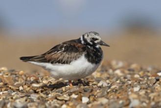 Ruddy turnstone (Arenaria interpres) adult wading bird in summer plumage on a shingle beach,