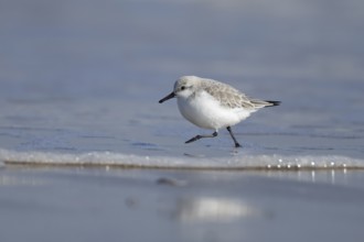 Sanderling (Calidris alba) adult wading bird in winter plumage running in the surf of the sea,