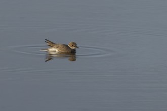 Little ringed plover (Charadrius dubius) adult wading bird in water of a shallow coastal lagoon,