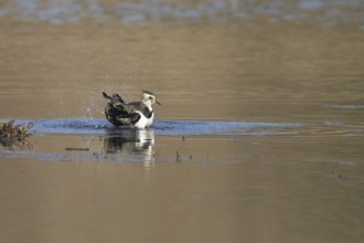Northern lapwing (Vanellus vanellus) adult wading bird bathing in water of a shallow lagoon,