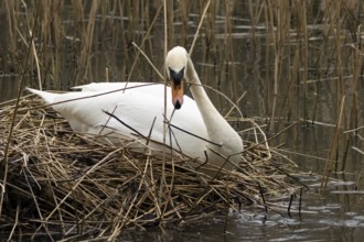 Mute swan (Cygnus olor) adult bird building its nest in the springtime, England, United Kingdom