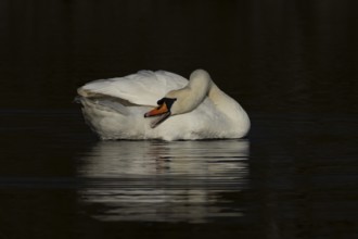 Mute swan (Cygnus olor) adult bird preening on a lake, England, United Kingdom