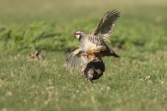 Red legged partridge (Alectoris rufa) two adult game birds fighting on grassland, England, United
