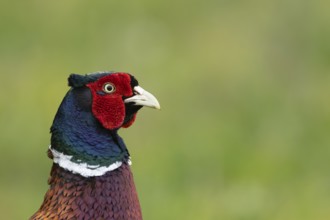 Common or Ringed pheasant (Phasianus colchicus) adult male game bird head portrait, England, United