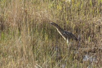 Great or Eurasian bittern (Botaurus stellaris) adult bird in a reedbed, England, United Kingdom
