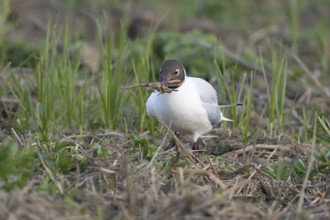 Black headed gull (Chroicocephalus ridibundus) adult bird collecting twigs for nesting material in
