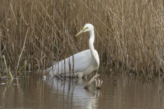 Great white egret (Ardea alba) adult bird in water on the edge of a reedbed, England, United