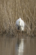Great white egret (Ardea alba) adult bird in water on the edge of a reedbed with a frog for food in