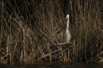 Great white egret (Ardea alba) adult bird in standing on the edge of a reedbed by a lake, England,