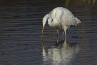 Great white egret (Ardea alba) adult bird in shallow water of a lake, England, United Kingdom