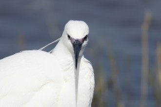 Little egret (Egretta garzetta) adult bird head portrait, England, United Kingdom