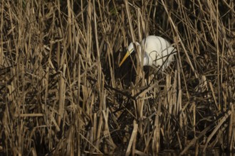 Great white egret (Ardea alba) adult bird in hunting on the edge of a reedbed by a lake, England,