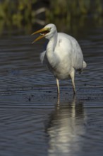 Great white egret (Ardea alba) adult bird in shallow water of a lake feeding on a Stickleback fish,