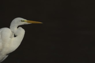 Great white egret (Ardea alba) adult bird portrait, England, United Kingdom
