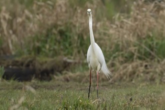 Great white egret (Ardea alba) adult bird in wetland grassland, England, United Kingdom