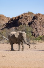African elephant (Loxodonta africana), desert elephant, near the Ugab River, Damaraland, Kunene