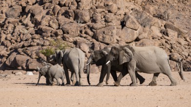 Herd of elephants with young, African elephant (Loxodonta africana), desert elephant, near the