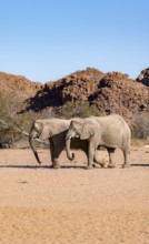 Two African elephants (Loxodonta africana), desert elephant, near the Ugab River, Damaraland,