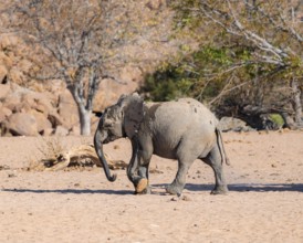 Juvenile African elephant (Loxodonta africana), desert elephant, near the Hoanib River, Damaraland,