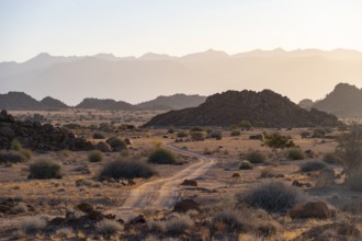 Sandy track, desert landscape in the evening light at sunset, backlit, Brandberg, Erongo,